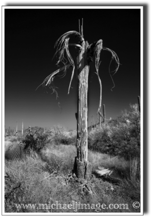 "saguaro skeleton"
saguaro national park
